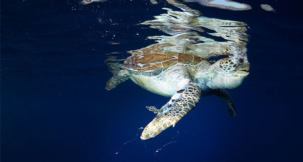 Hayalet avcılığın son kurbanı: Chelonia Mydas