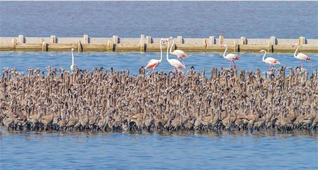 Gediz'de 7.100 flamingo dünyaya geldi