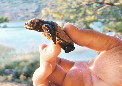 Kafası kırık, yüzgeci yırtık caretta'ların hastanesi var