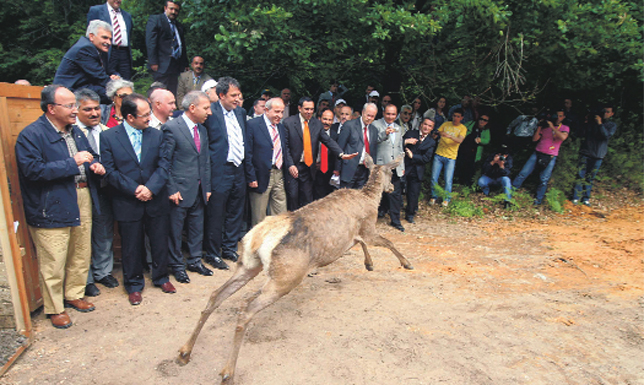 'Protokol geyiği' ormana salındı