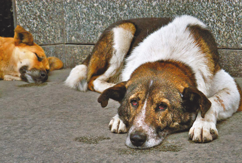 1 köpeğe 100 metrekare alan düşecek