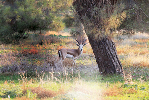 Urfa'nın çiftliğinde gezer bir ceylan