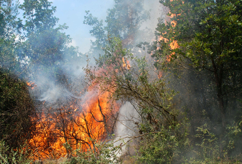 Beykoz'da yine orman yangını: Terör kaynaklı sabotaj mı?