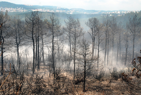 Orman Mühendisleri Odası: Beykoz yangınları terör sabotajı olabilir