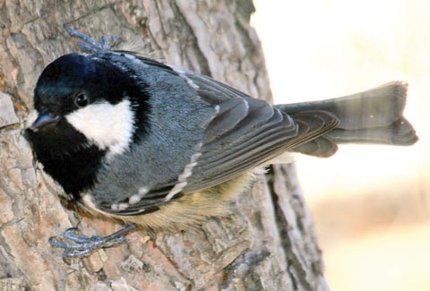 'Vatandaş bilimi' kuşların kaderini çizecek