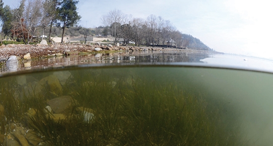 Sapanca Gölü'nde 'ötrofikasyon' başladı