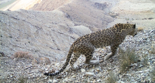 Kafkasya Leoparları kapana yakalandı