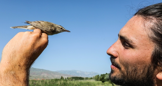 30 gramlık kuş Iğdır'dan Sahra Çölü'ne uçtu