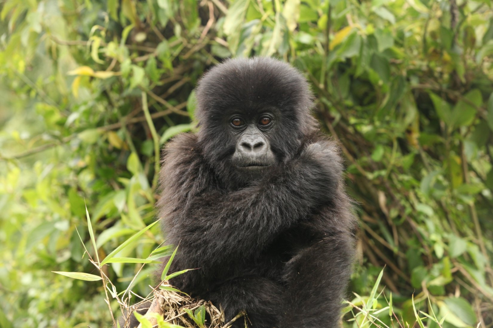 Bu bakış için 7 hafta bekledim 4 saat yürüdüm