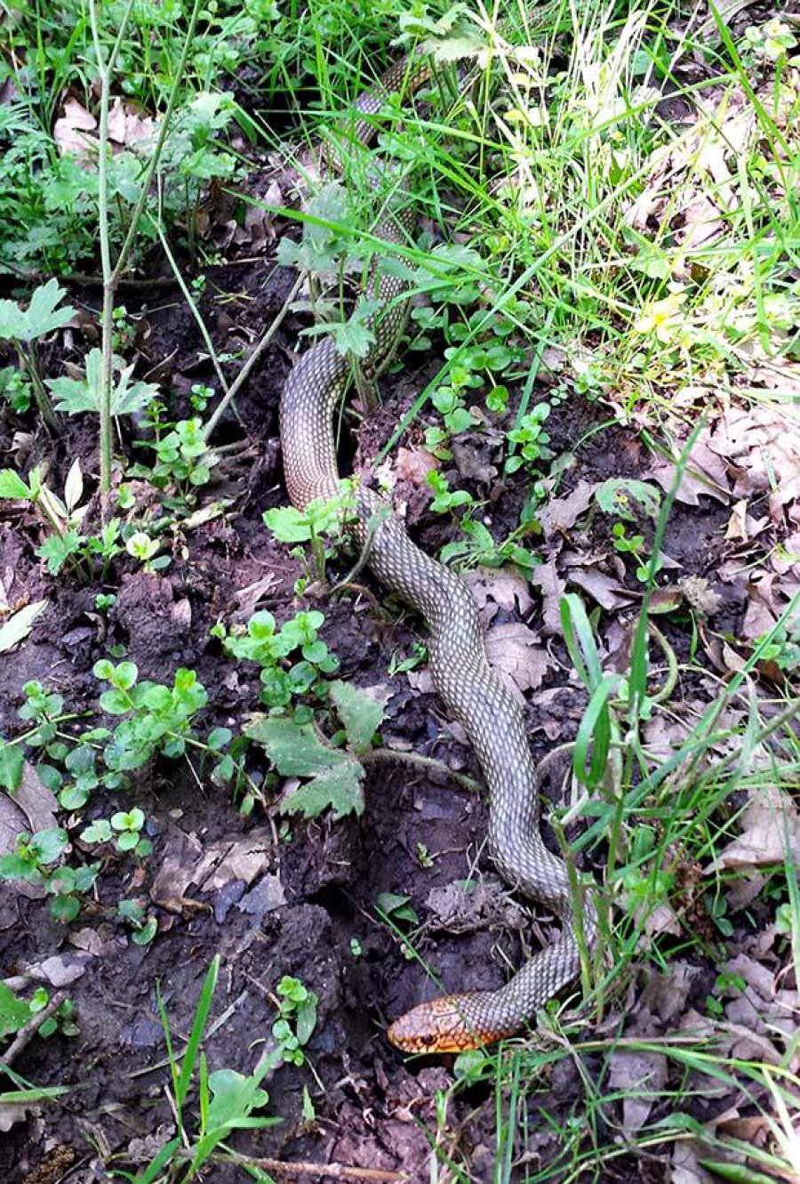 serkan ocak igneada yazi karsiliyor