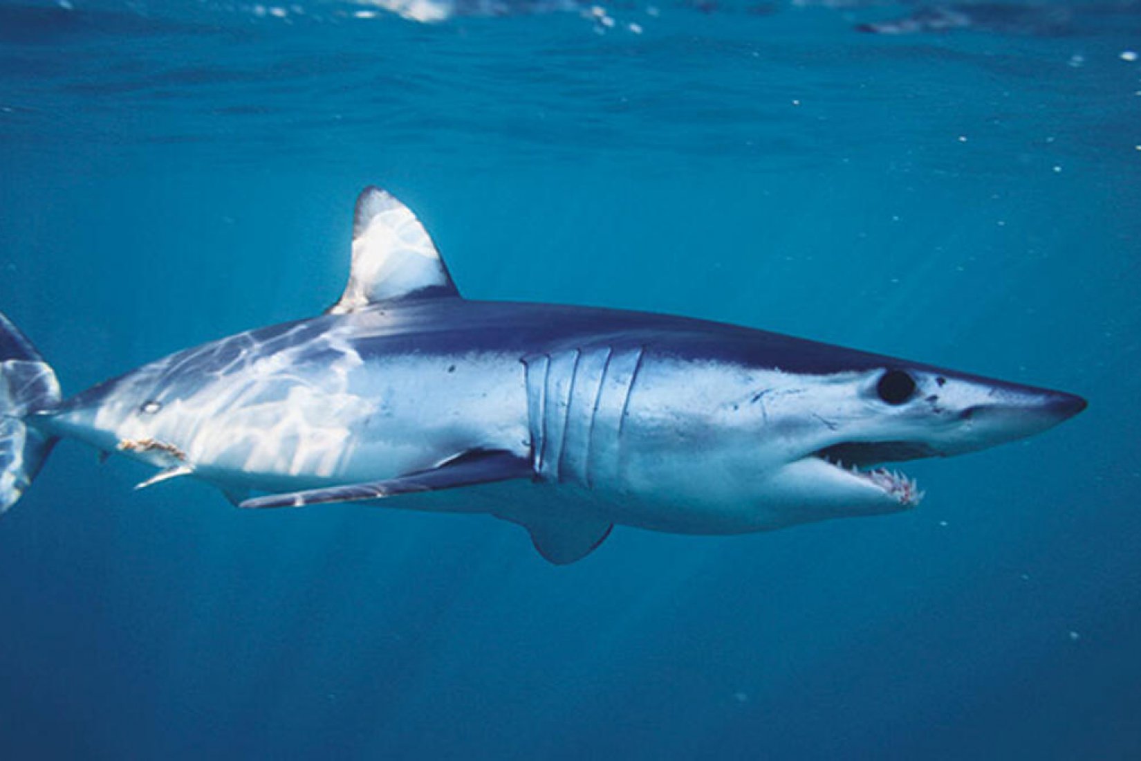 Gökova Körfezi’nde görülen köpekbalığını uzmanlar yorumladı: Balık çiftliğine geliyorlar